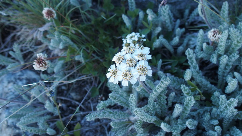 Achillea nana / Millefoglio nano